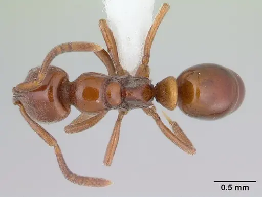 Asphinctopone silvestrii specimen CASENT0406793 image casent0406793_1