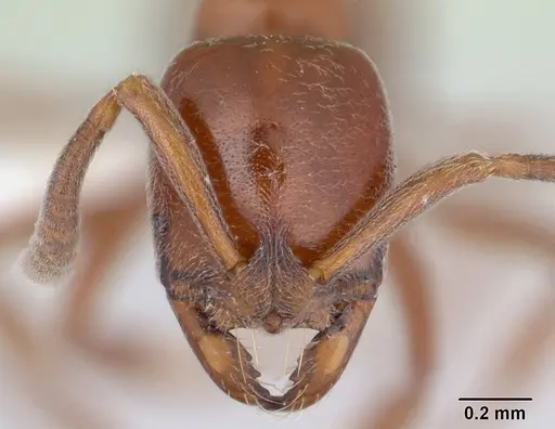 Asphinctopone silvestrii specimen CASENT0406793 image casent0406793_2
