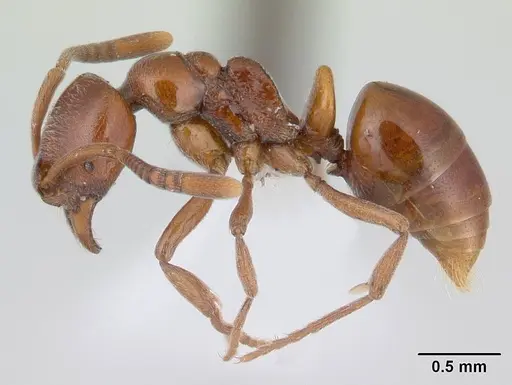 Asphinctopone silvestrii specimen CASENT0406793 image casent0406793_3