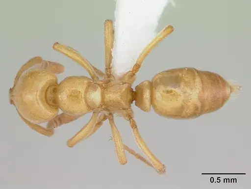 Asphinctopone silvestrii specimen CASENT0417123-D11 image casent0417123-d11_1
