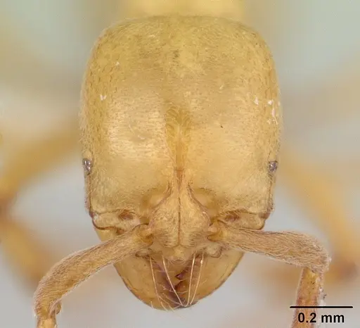 Asphinctopone silvestrii specimen CASENT0417123-D11 image casent0417123-d11_2