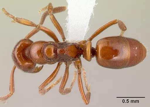 Asphinctopone silvestrii specimen CASENT0417123 image casent0417123_1