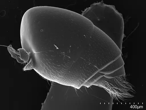 Asphinctopone silvestrii specimen CASENT0824505 image casent0824505_1