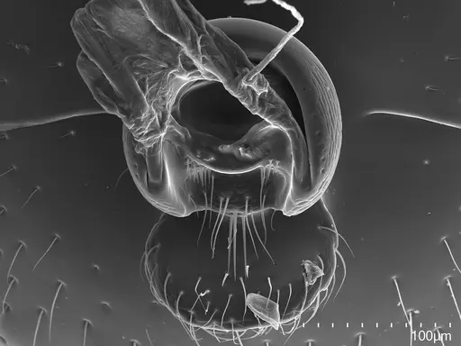 Asphinctopone silvestrii specimen CASENT0824505 image casent0824505_2