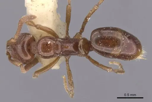 Asphinctopone silvestrii specimen CASENT0915481 image casent0915481_1