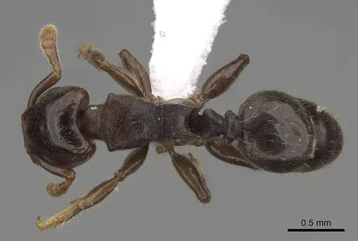 Atopomyrmex calpocalycola specimen CASENT0797864 image casent0797864_1