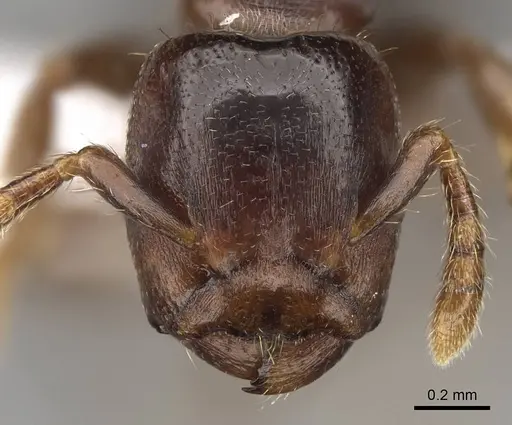 Atopomyrmex calpocalycola specimen CASENT0797864 image casent0797864_2