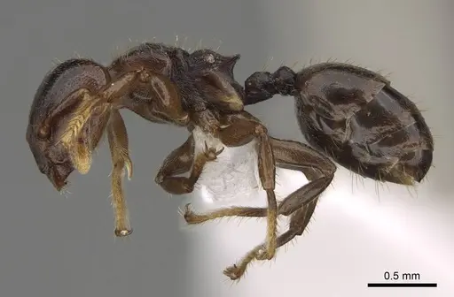 Atopomyrmex calpocalycola specimen CASENT0797864 image casent0797864_3