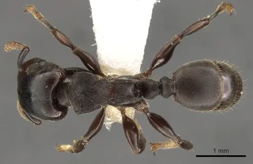 Atopomyrmex calpocalycola specimen CASENT0900313 image casent0900313_1