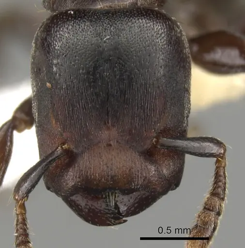 Atopomyrmex calpocalycola specimen CASENT0900313 image casent0900313_2