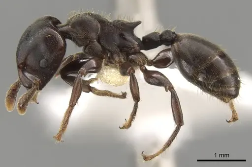Atopomyrmex calpocalycola specimen CASENT0900313 image casent0900313_4