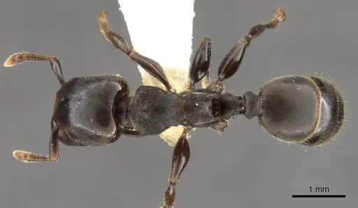 Atopomyrmex calpocalycola specimen CASENT0900327 image casent0900327_1