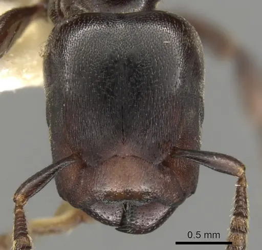 Atopomyrmex calpocalycola specimen CASENT0900327 image casent0900327_2