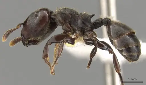 Atopomyrmex calpocalycola specimen CASENT0900327 image casent0900327_3