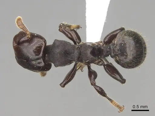 Atopomyrmex calpocalycola specimen CASENT0923152 image casent0923152_1