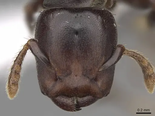 Atopomyrmex calpocalycola specimen CASENT0923152 image casent0923152_2