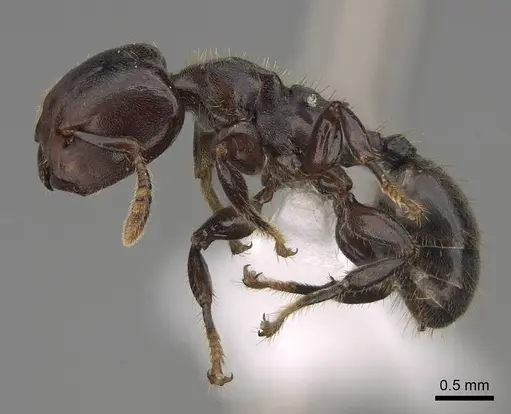 Atopomyrmex calpocalycola specimen CASENT0923152 image casent0923152_3