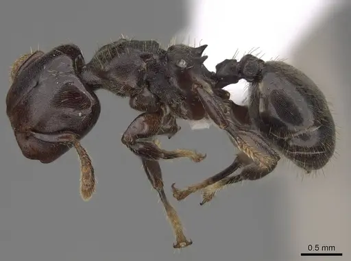 Atopomyrmex calpocalycola specimen CASENT0923152 image casent0923152_4