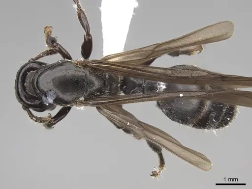 Atopomyrmex calpocalycola specimen CASENT0923153 image casent0923153_1