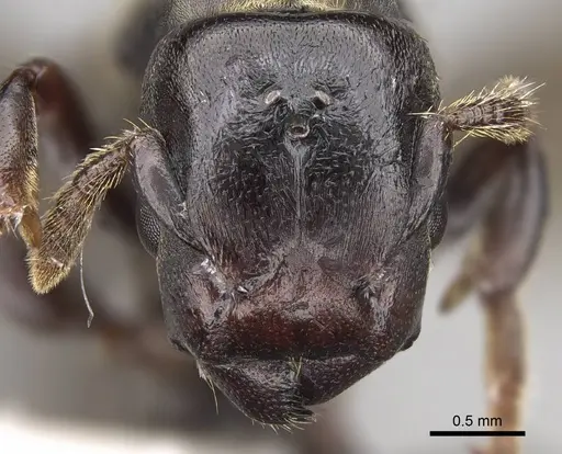 Atopomyrmex calpocalycola specimen CASENT0923153 image casent0923153_2