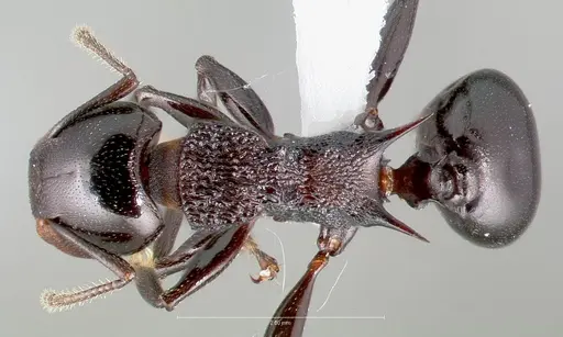 Atopomyrmex cryptoceroides specimen CASENT0005914 image casent0005914_1