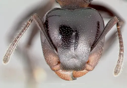 Atopomyrmex cryptoceroides specimen CASENT0005914 image casent0005914_2