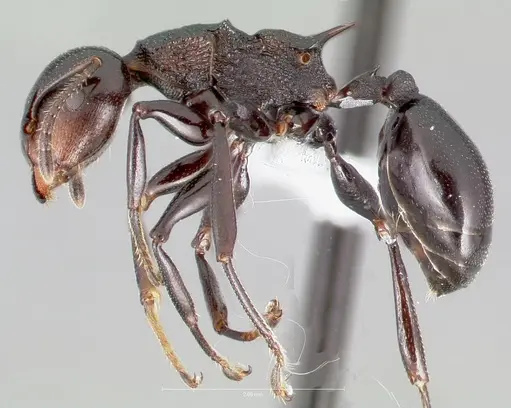 Atopomyrmex cryptoceroides specimen CASENT0005914 image casent0005914_3