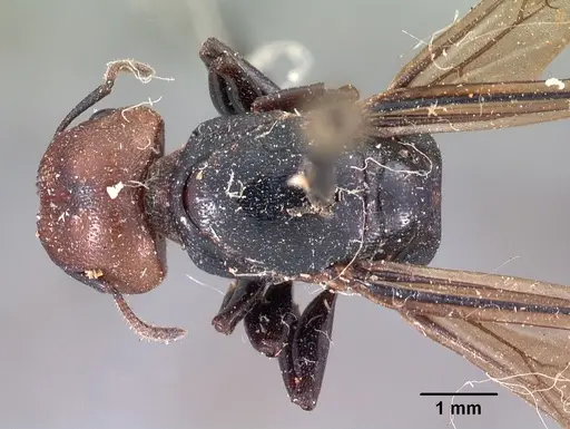Atopomyrmex cryptoceroides specimen CASENT0102046 image casent0102046_1