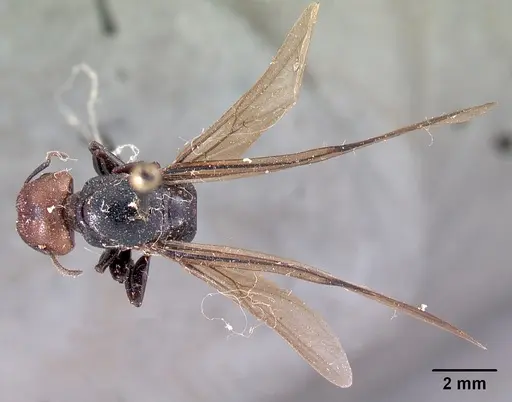 Atopomyrmex cryptoceroides specimen CASENT0102046 image casent0102046_2