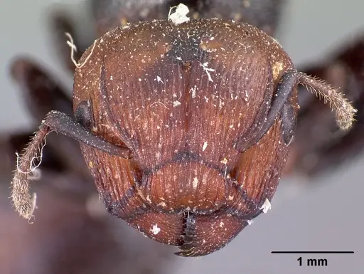 Atopomyrmex cryptoceroides specimen CASENT0102046 image casent0102046_3