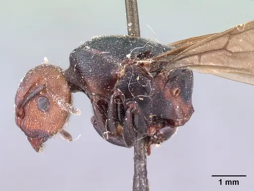 Atopomyrmex cryptoceroides specimen CASENT0102046 image casent0102046_4