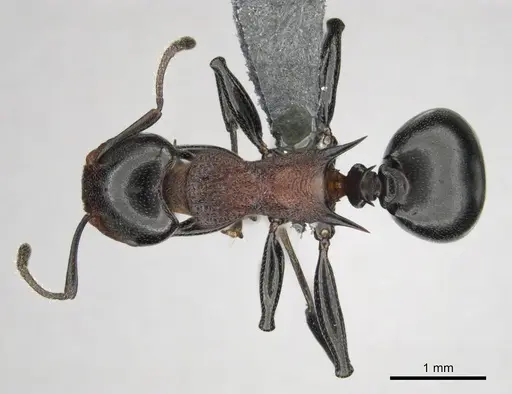 Atopomyrmex cryptoceroides specimen CASENT0815805 image casent0815805_1