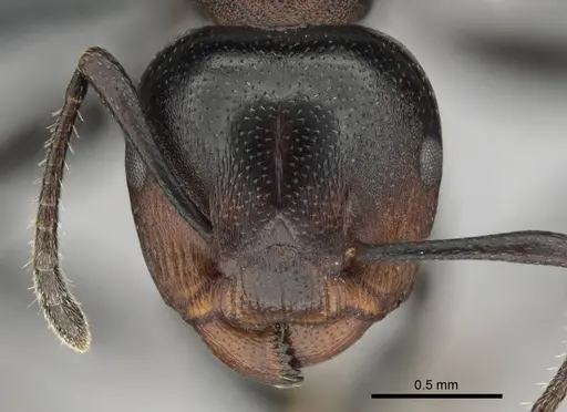 Atopomyrmex cryptoceroides specimen CASENT0815805 image casent0815805_2