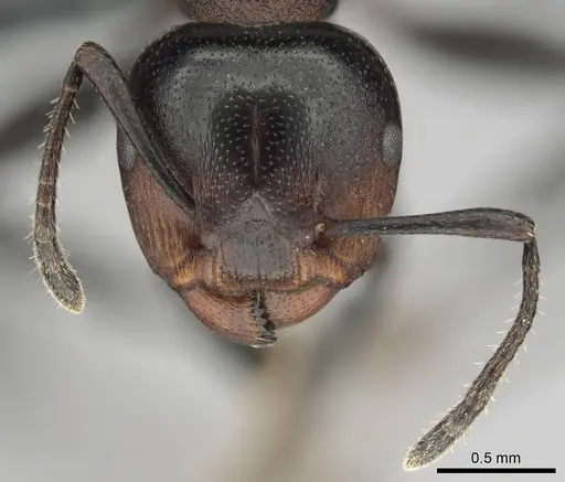 Atopomyrmex cryptoceroides specimen CASENT0815805 image casent0815805_3