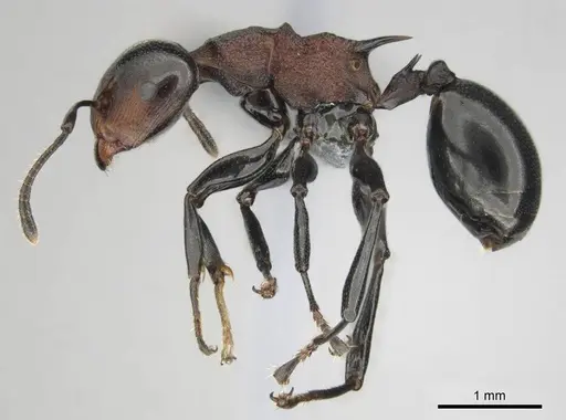 Atopomyrmex cryptoceroides specimen CASENT0815805 image casent0815805_4