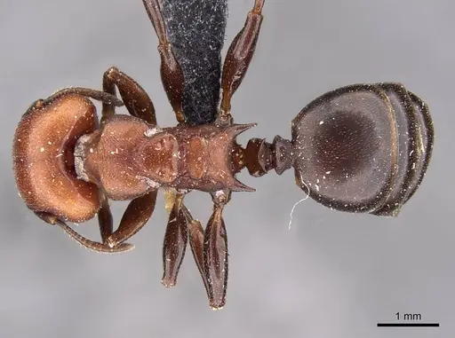 Atopomyrmex cryptoceroides specimen CASENT0908981 image casent0908981_1