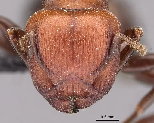 Atopomyrmex cryptoceroides specimen CASENT0908981 image casent0908981_2