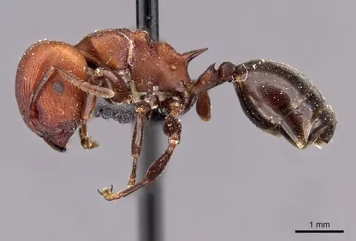 Atopomyrmex cryptoceroides specimen CASENT0908981 image casent0908981_3