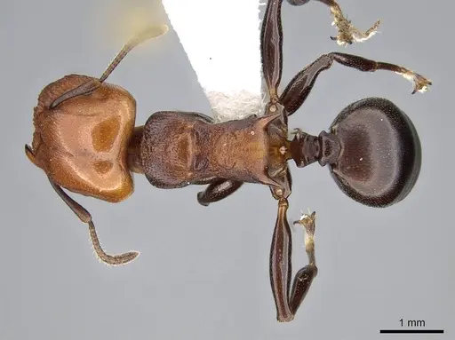 Atopomyrmex cryptoceroides specimen CASENT0914955 image casent0914955_1
