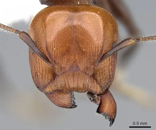 Atopomyrmex cryptoceroides specimen CASENT0914955 image casent0914955_2