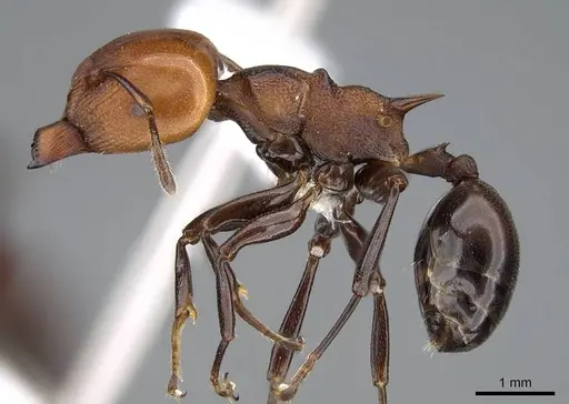 Atopomyrmex cryptoceroides specimen CASENT0914955 image casent0914955_3
