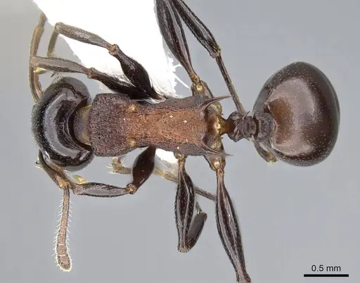 Atopomyrmex cryptoceroides specimen CASENT0914956 image casent0914956_1
