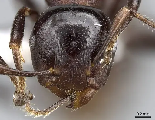 Atopomyrmex cryptoceroides specimen CASENT0914956 image casent0914956_2