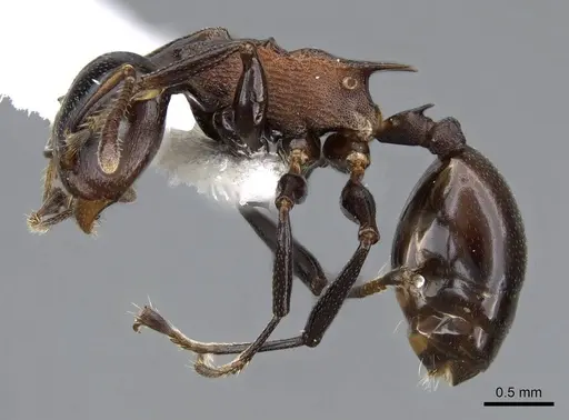 Atopomyrmex cryptoceroides specimen CASENT0914956 image casent0914956_3
