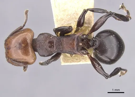 Atopomyrmex cryptoceroides specimen RMCAENT000017777 image rmcaent000017777_1