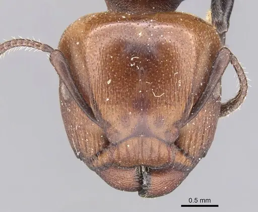 Atopomyrmex cryptoceroides specimen RMCAENT000017777 image rmcaent000017777_2