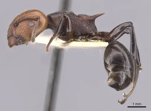 Atopomyrmex cryptoceroides specimen RMCAENT000017777 image rmcaent000017777_3