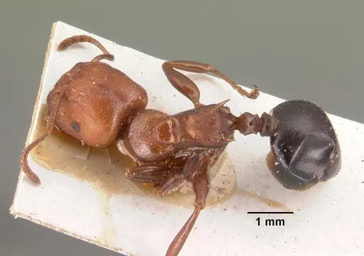 Atopomyrmex mocquerysi specimen CASENT0101460 image casent0101460_1