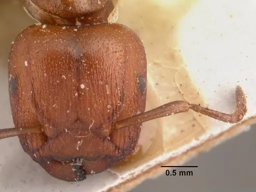 Atopomyrmex mocquerysi specimen CASENT0101460 image casent0101460_2