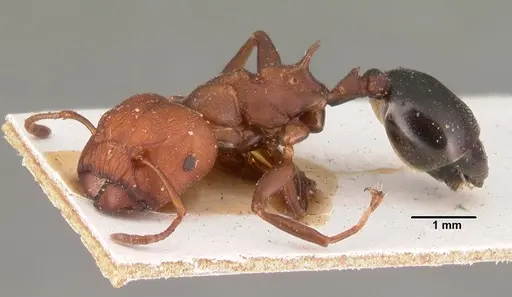 Atopomyrmex mocquerysi specimen CASENT0101460 image casent0101460_3